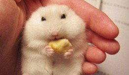 娱乐吃瓜酱仓鼠,揭秘娱乐圈背后的趣味故事