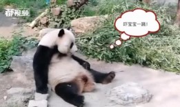 今日动物爆料最新消息视频,揭秘神奇动物世界新发现